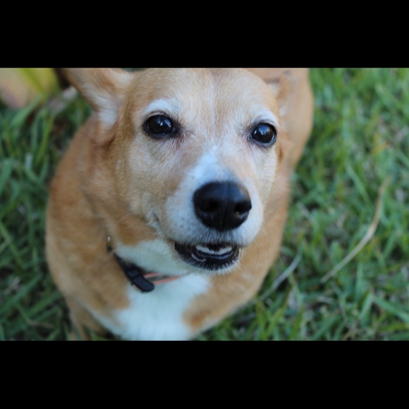 Meet your Posher, Cydney - Picture 1 of 1